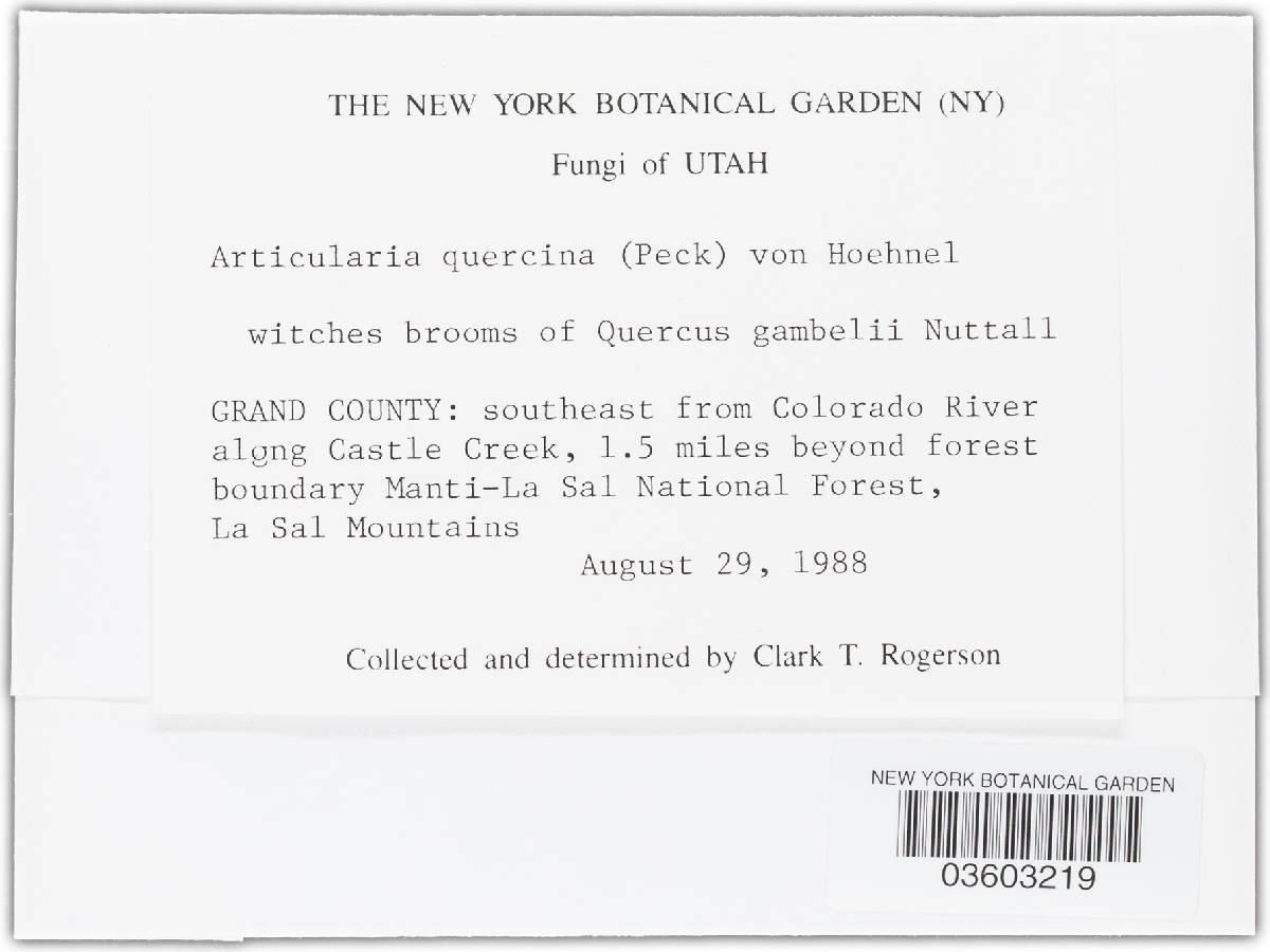 Articularia quercina image