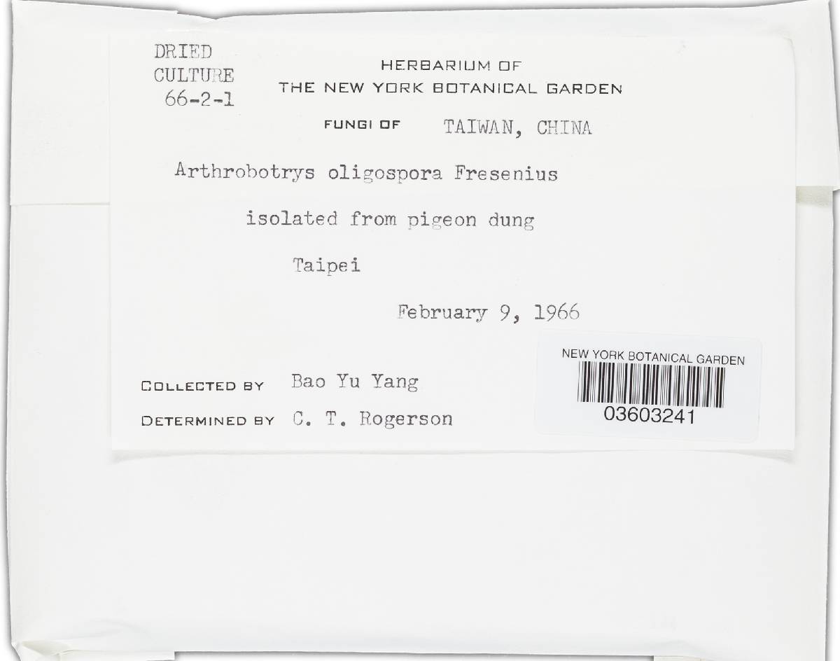 Arthrobotrys oligospora image