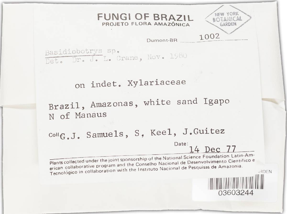Xylocladium image