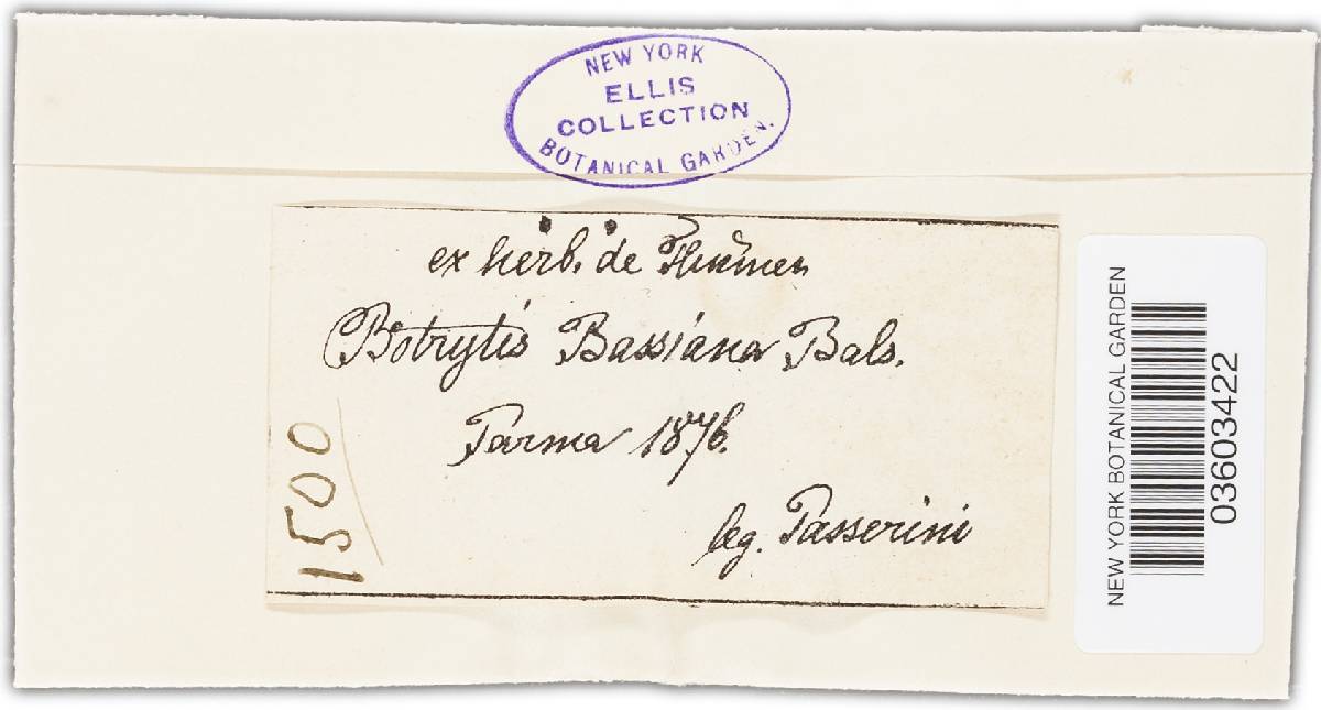 Beauveria bassiana image