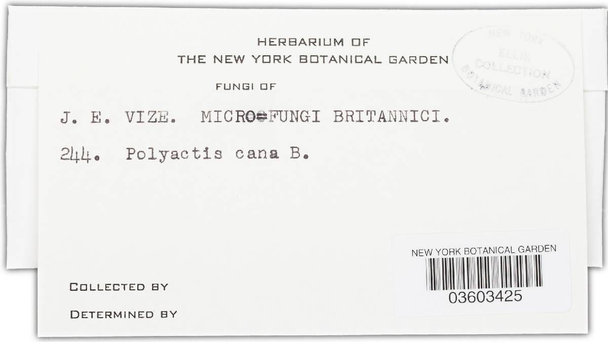 Botrytis brunneola image