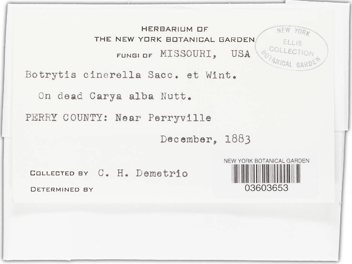 Botrytis cinerella image