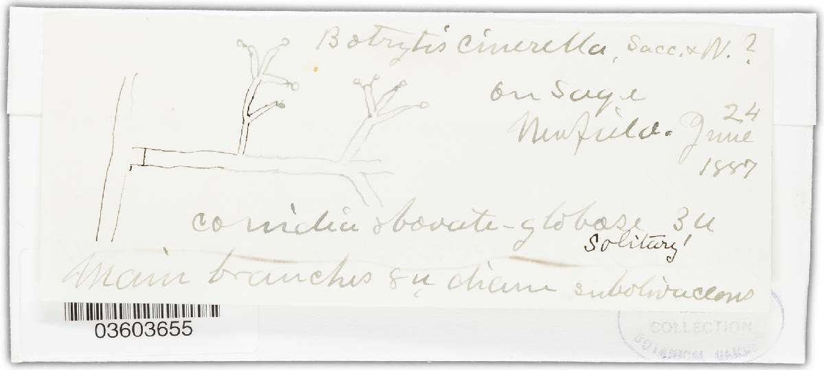 Botrytis cinerella image