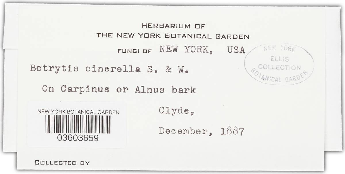 Botrytis cinerella image
