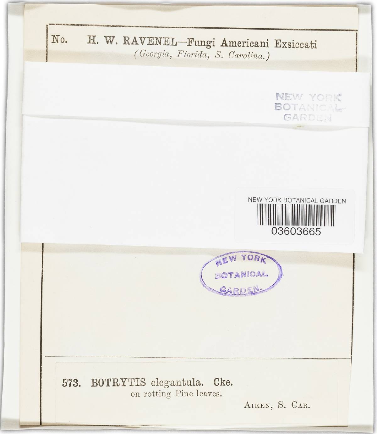 Botrytis elegantula image