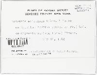 Botrytis epichloes image