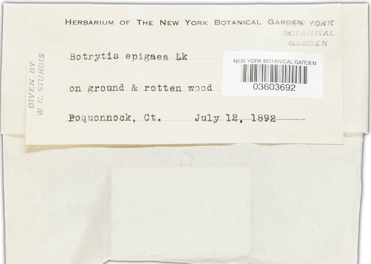 Botrytis epigaea image