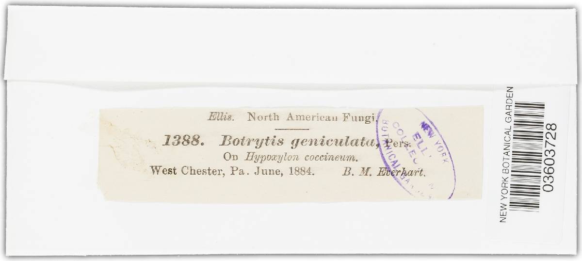 Botrytis geniculata image