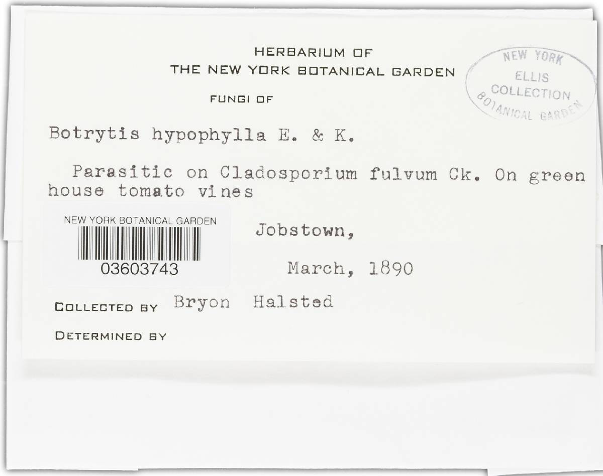 Botrytis hypophylla image