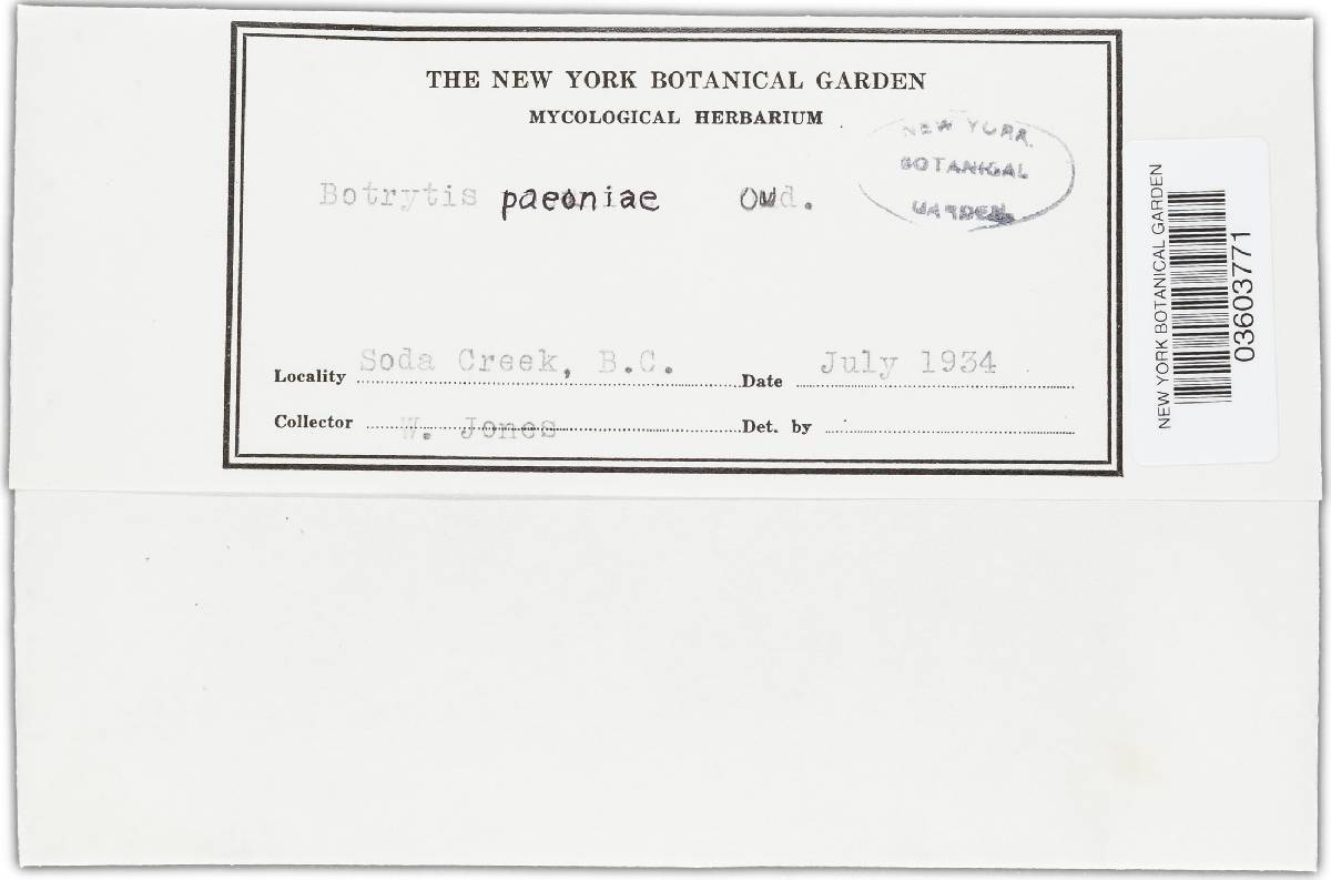 Botrytis paeoniae image