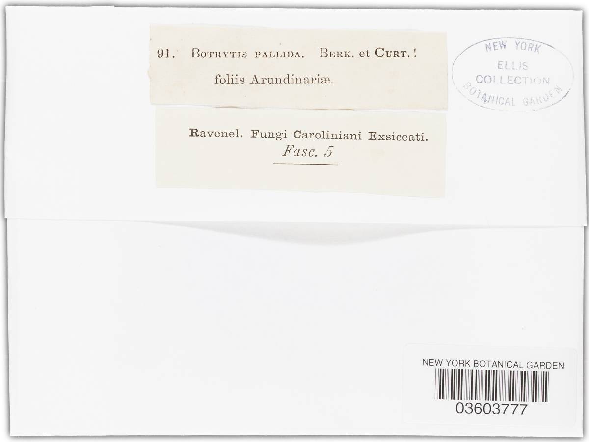 Botrytis pallida image