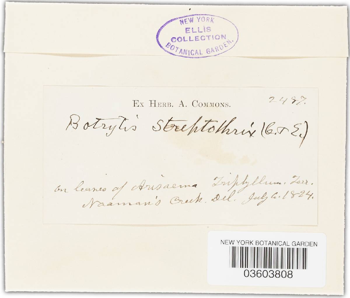 Streptobotrys image