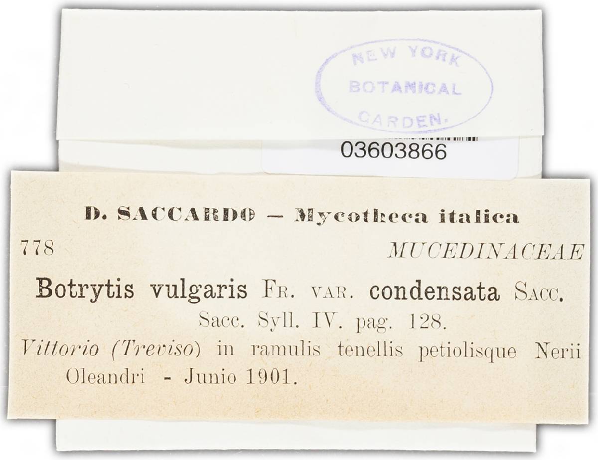Botryotinia fuckeliana image