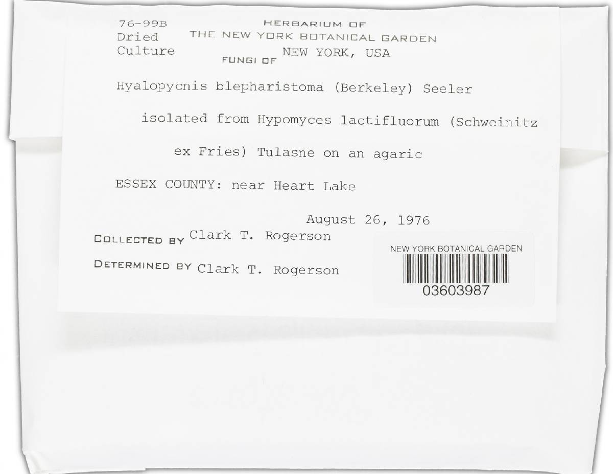 Calcarisporium arbuscula image