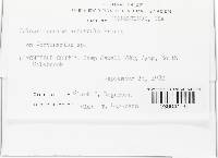 Calcarisporium arbuscula image