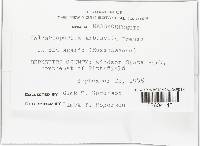 Calcarisporium arbuscula image