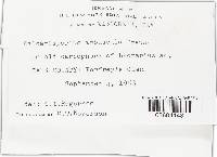 Calcarisporium arbuscula image