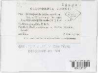 Cercosporella californica image