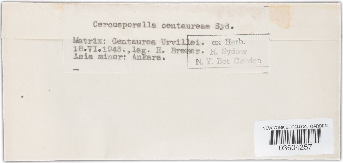 Cercosporella centaureae image