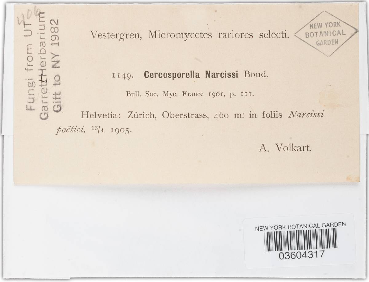 Cercosporella narcissi image