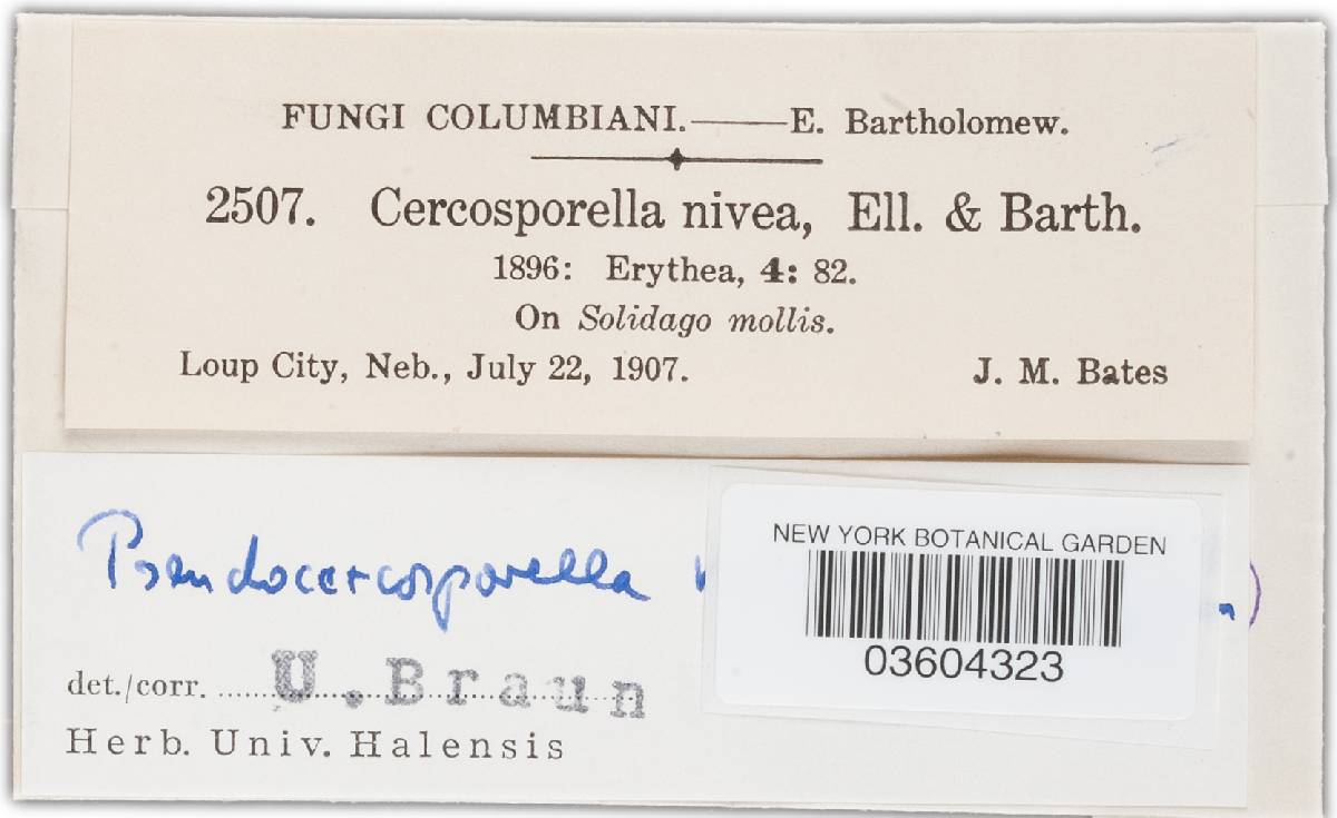 Cercosporella nivosa image