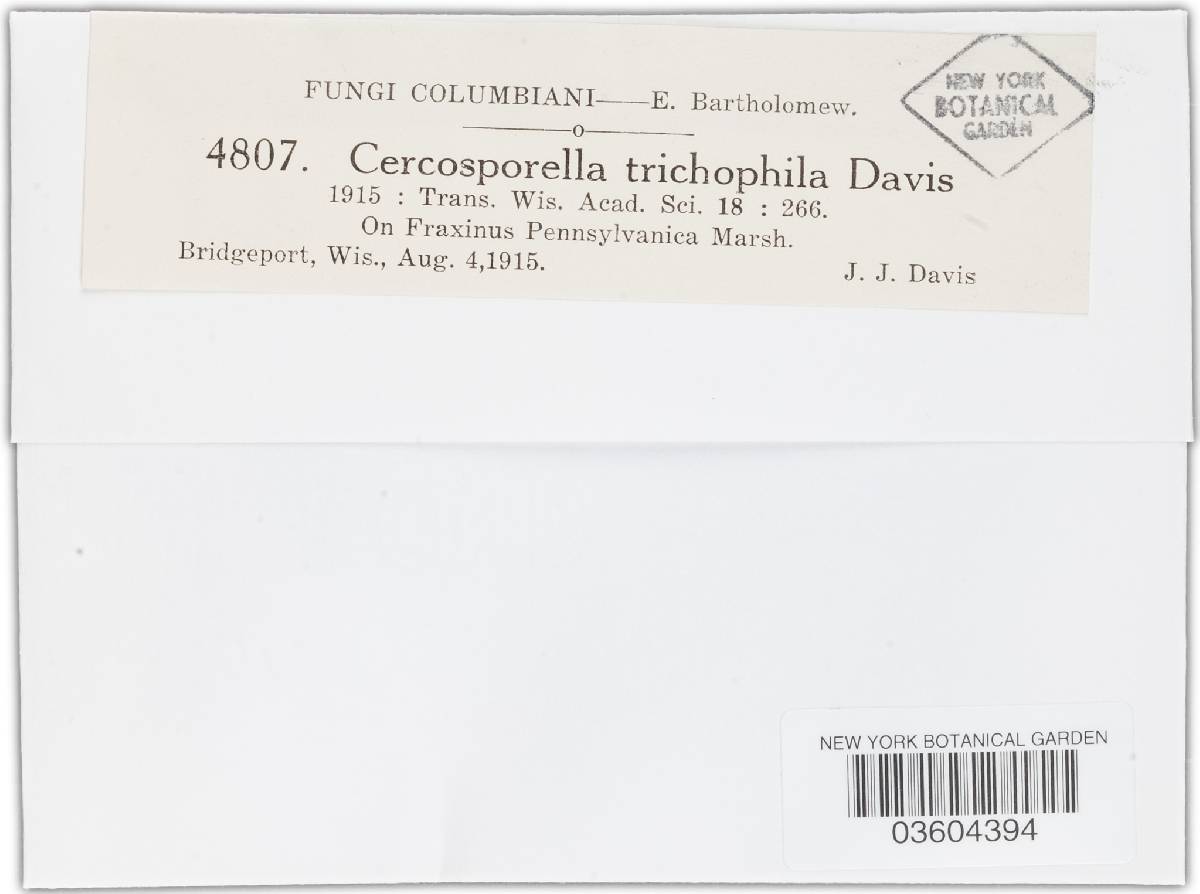 Cercosporella trichophila image