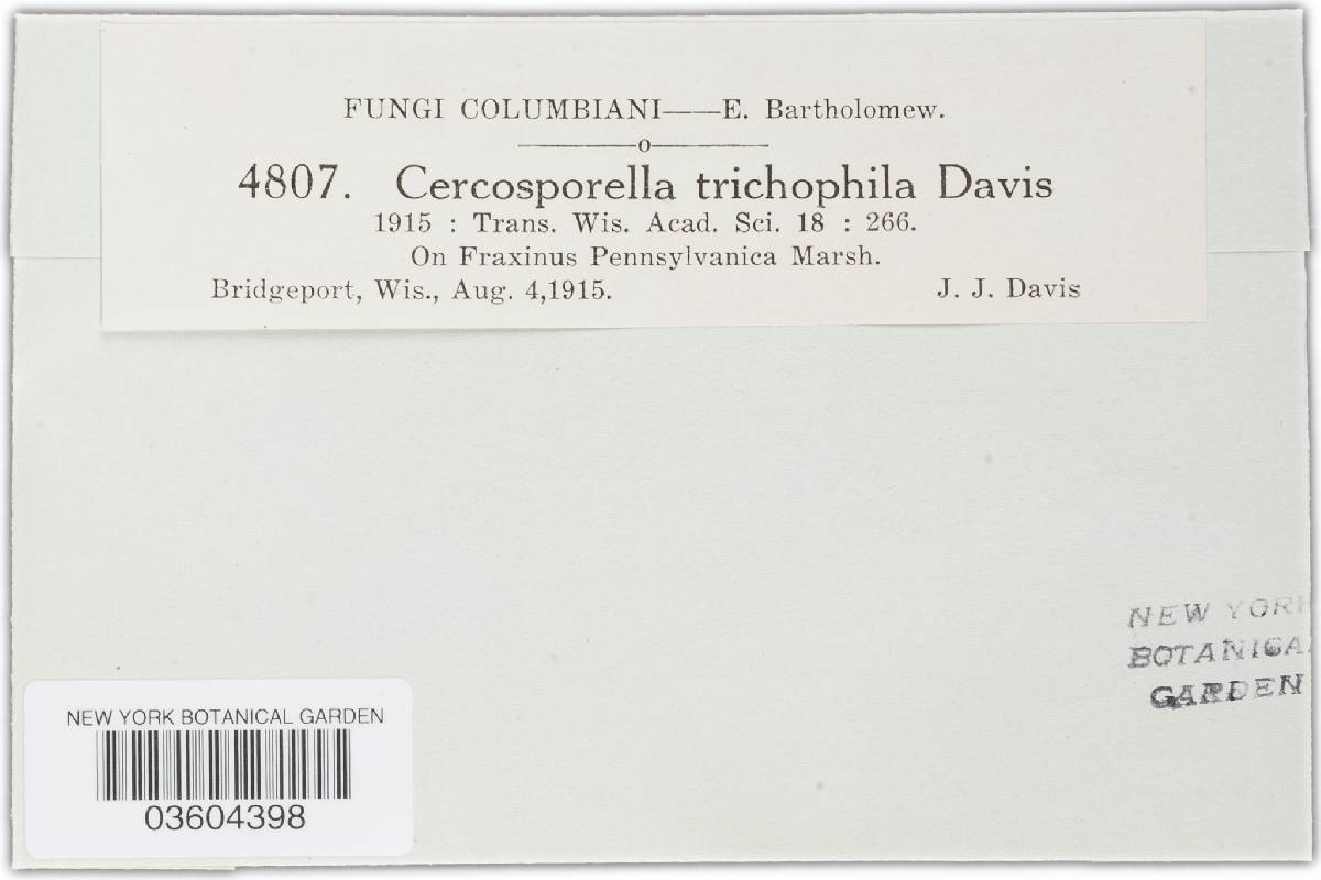 Cercosporella trichophila image