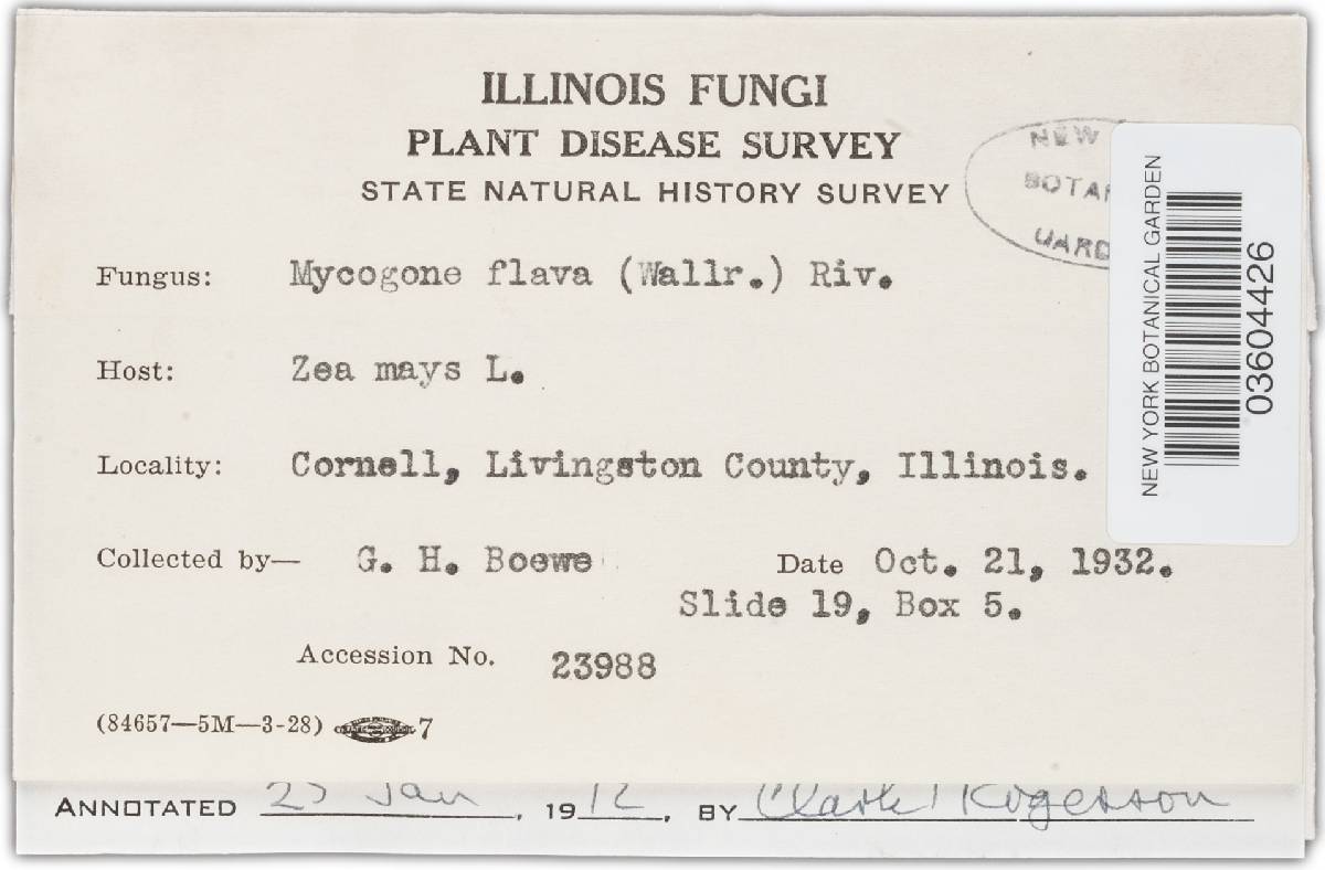 Chlamydomyces palmarum image