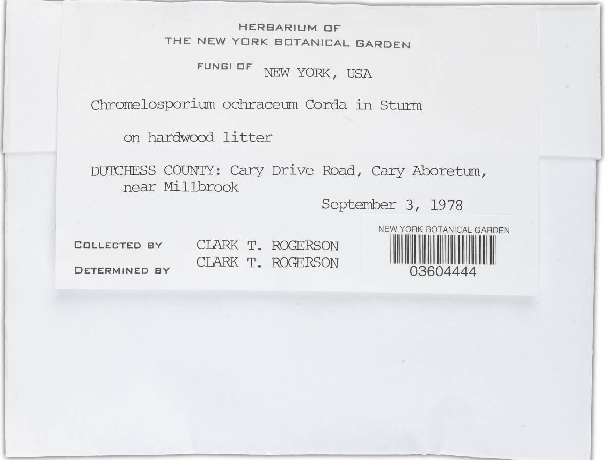 Chromelosporium ochraceum image