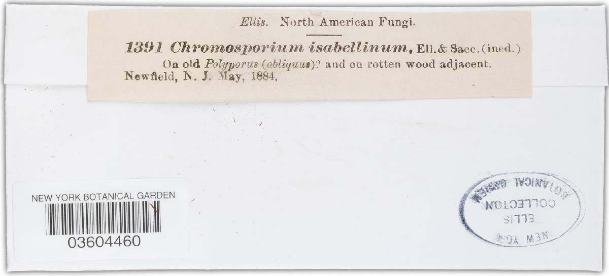 Chromosporium isabellinum image