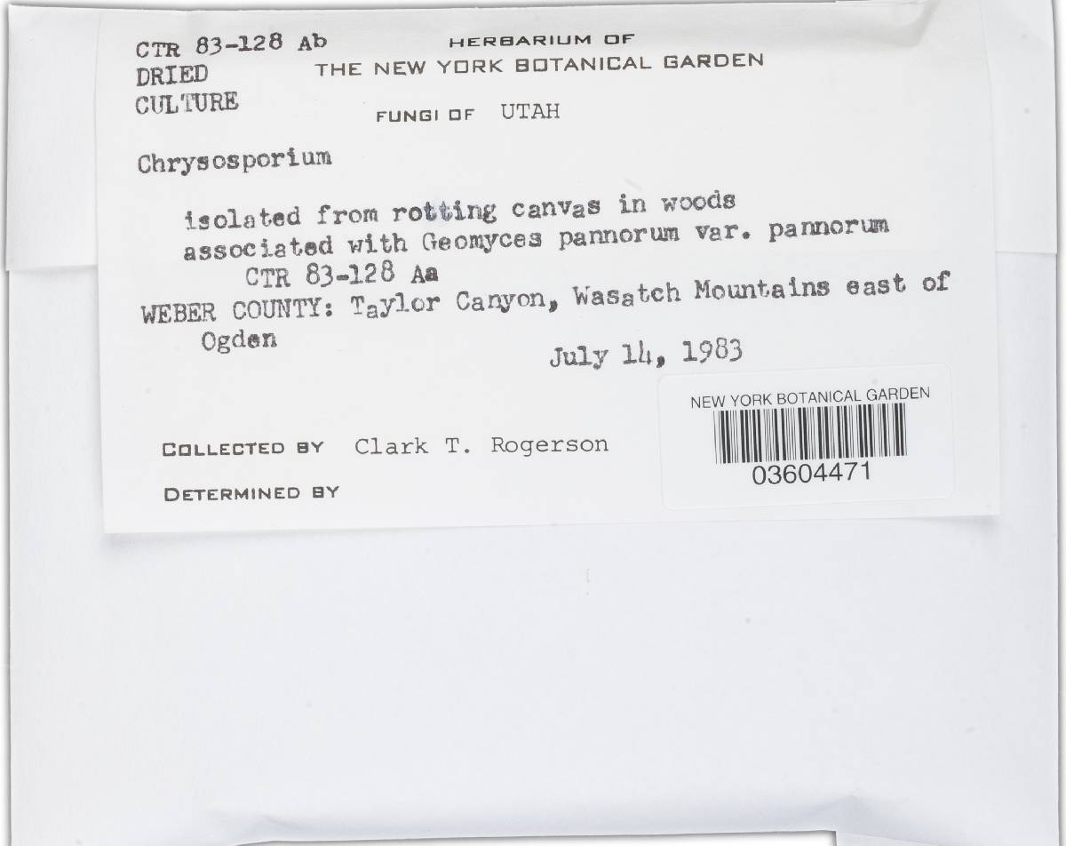 Chrysosporium image