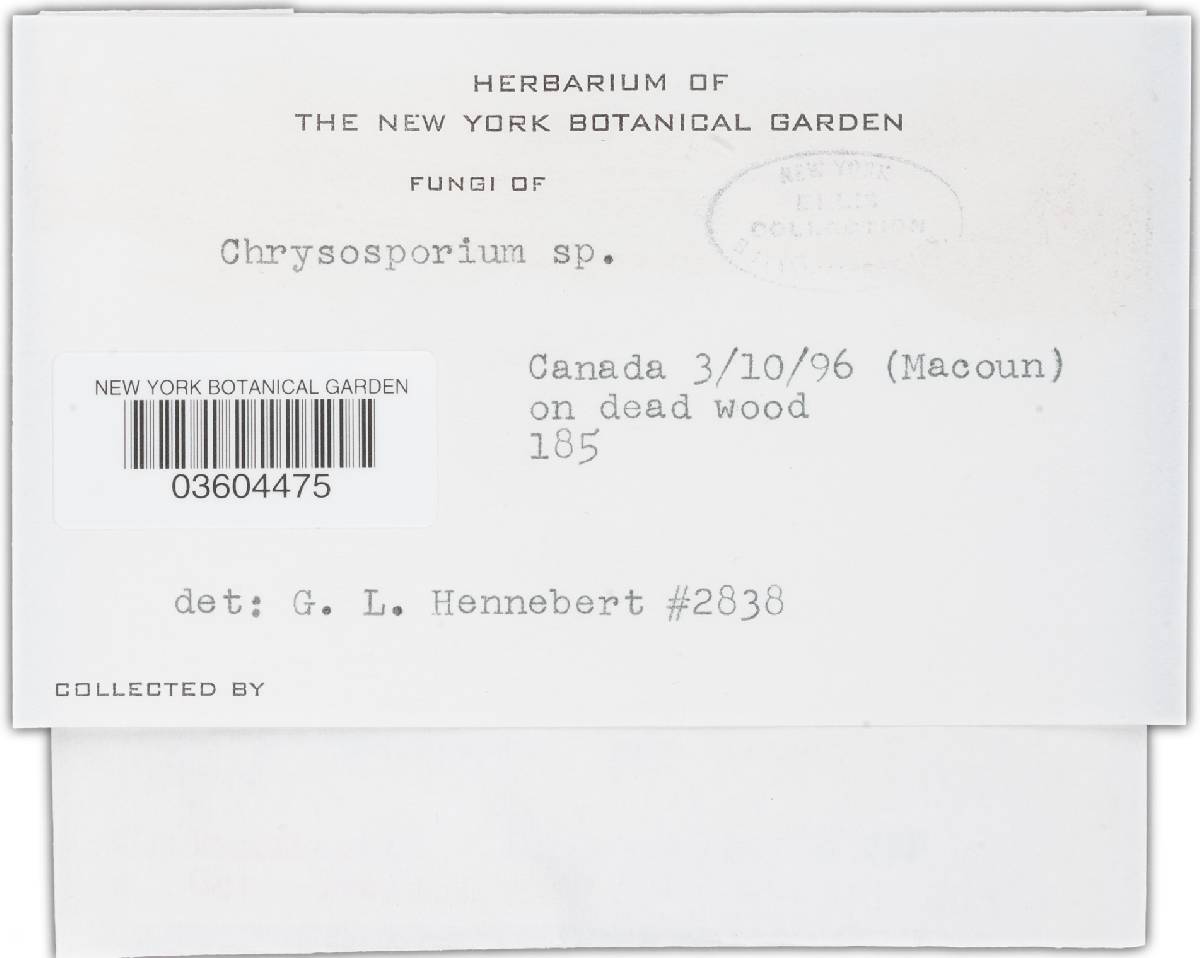Chrysosporium image