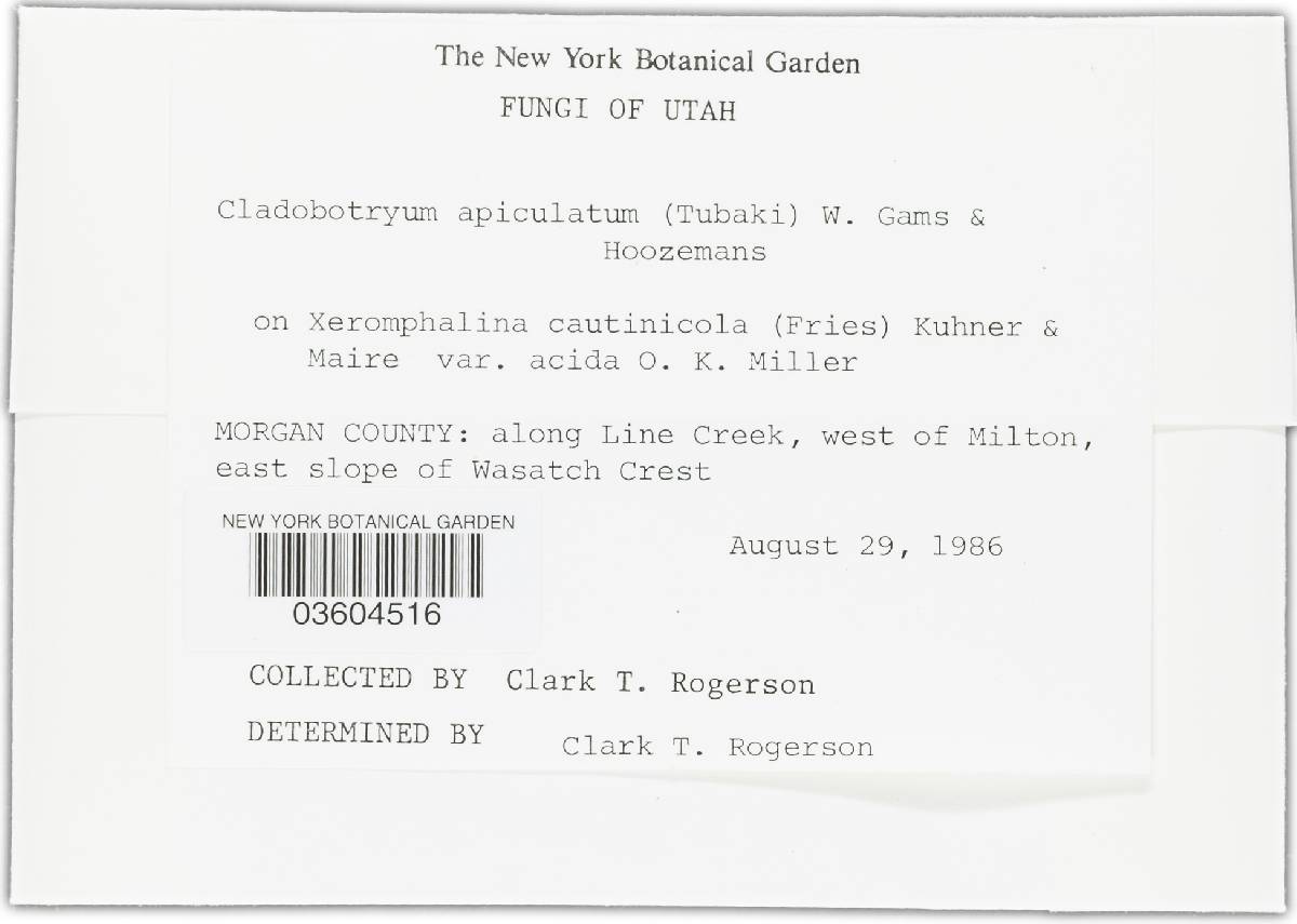 Cladobotryum apiculatum image