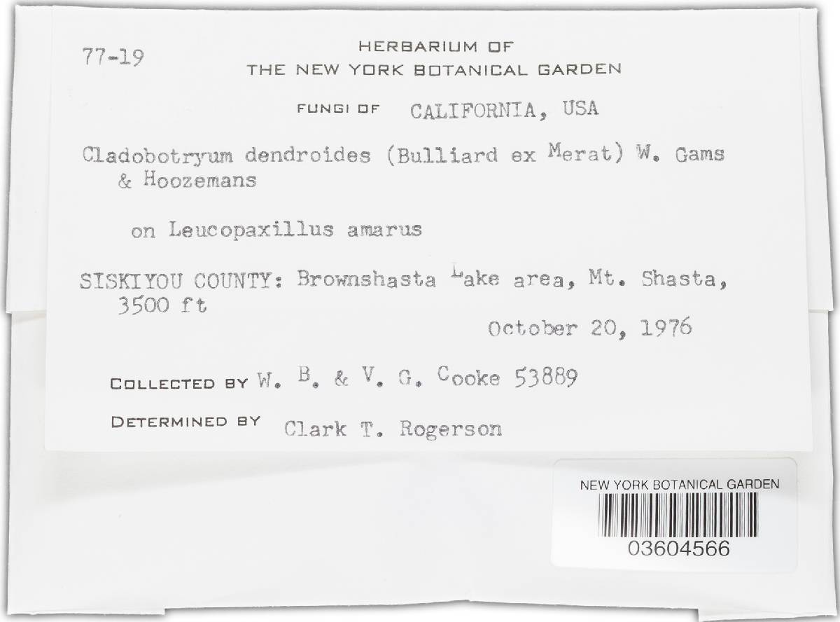 Hypomyces rosellus image