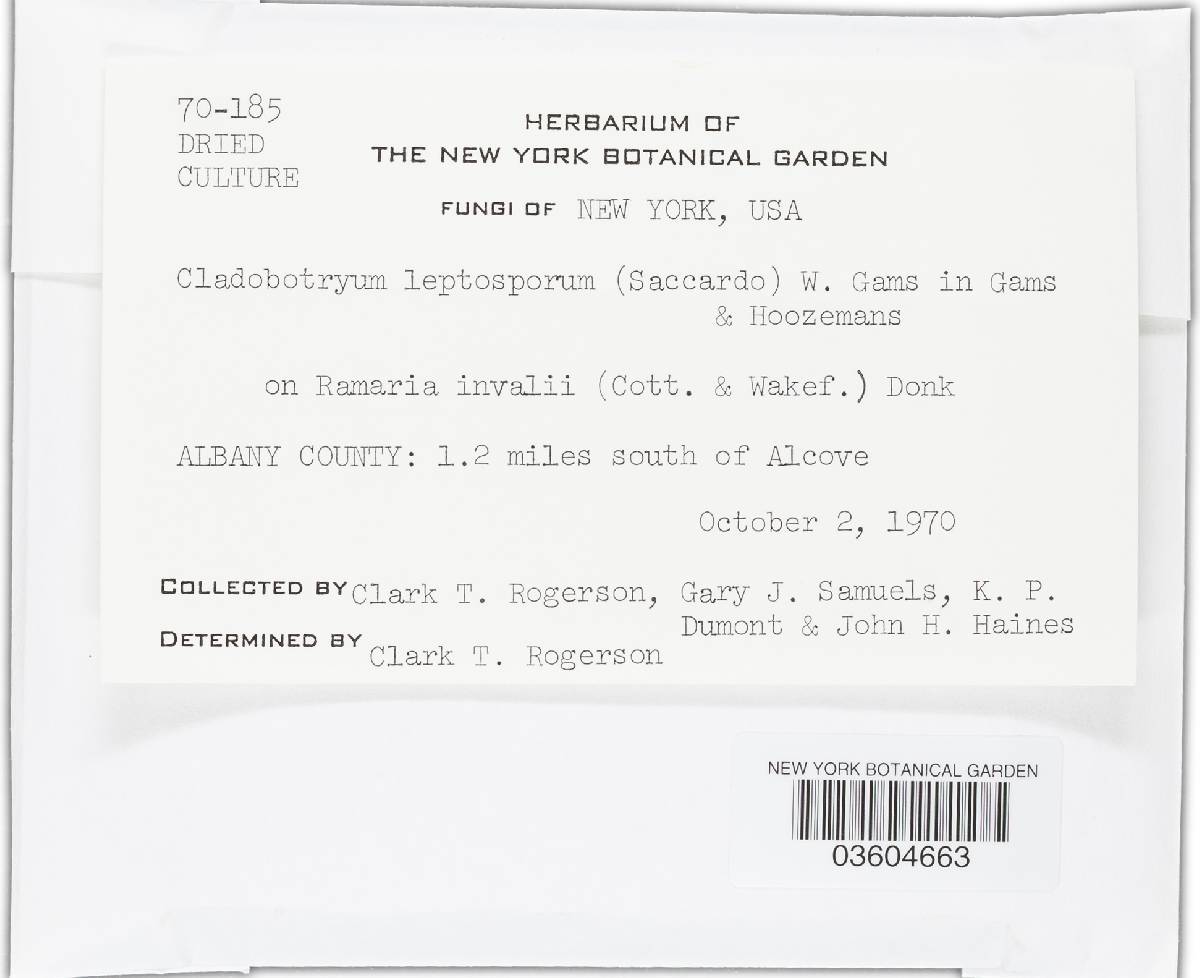 Cladobotryum sphaerocephalum image
