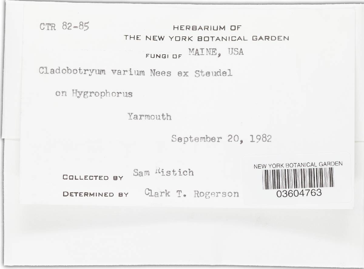 Hypomyces aurantius image