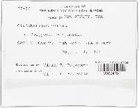 Hypomyces aurantius image