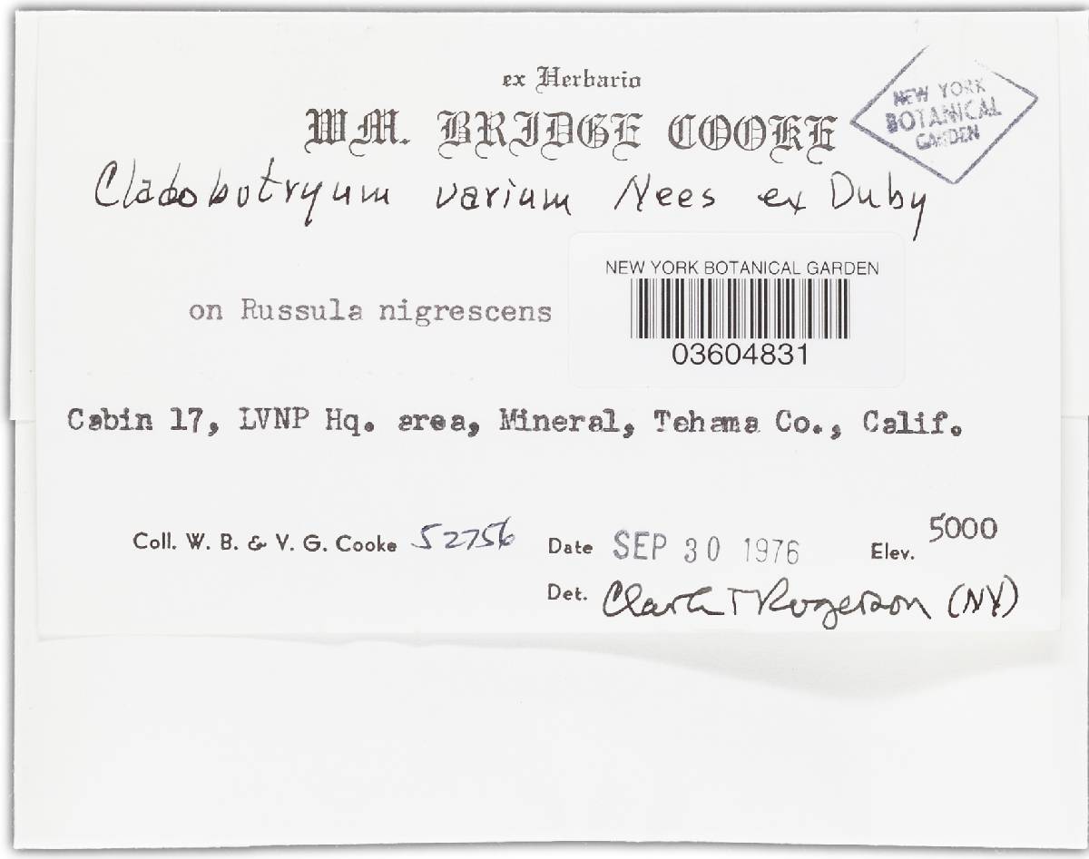 Hypomyces aurantius image