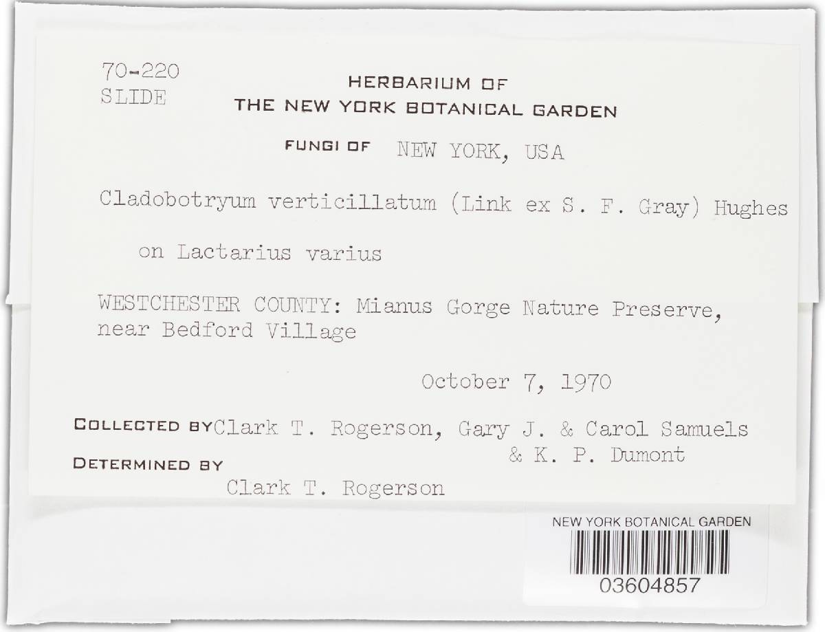 Cladobotryum verticillatum image