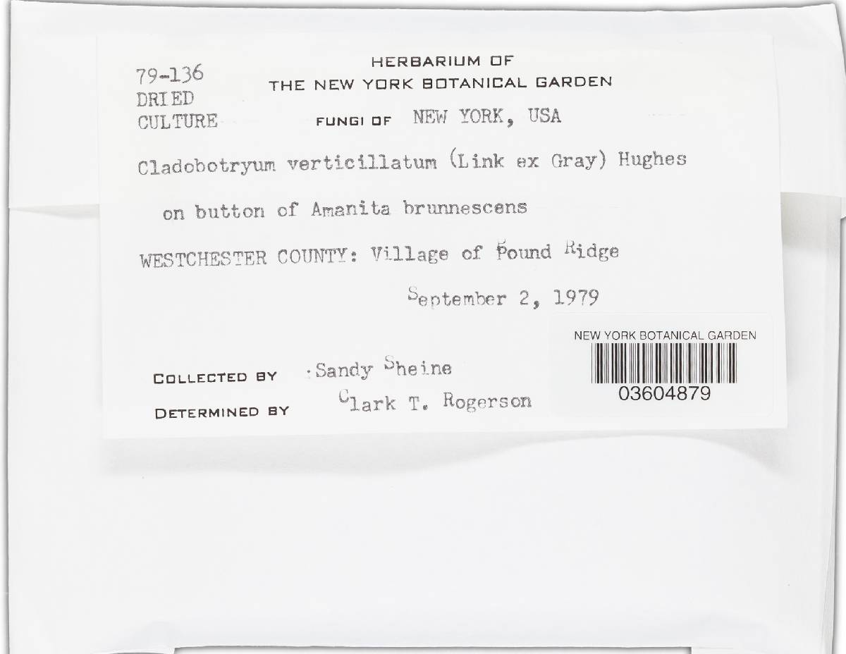 Cladobotryum verticillatum image