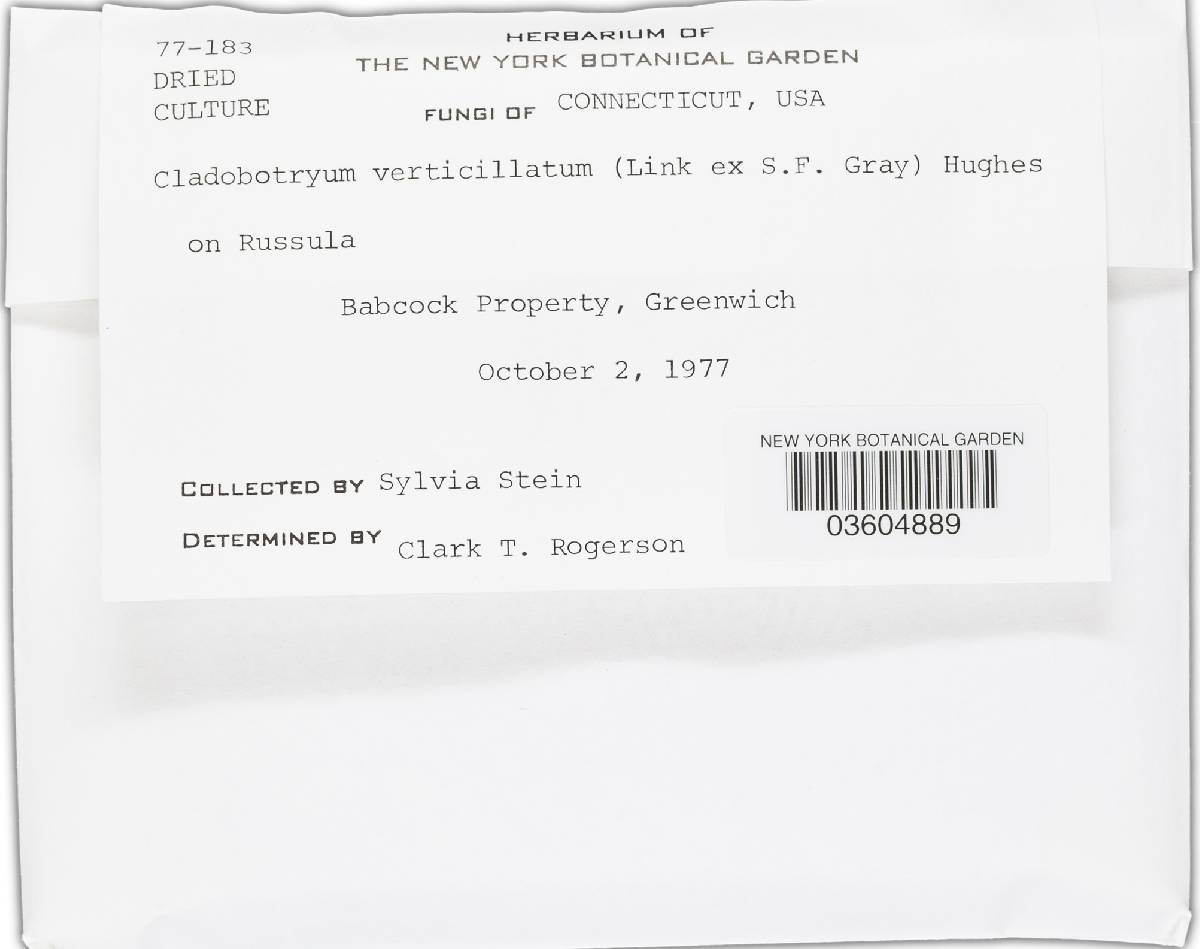 Cladobotryum verticillatum image