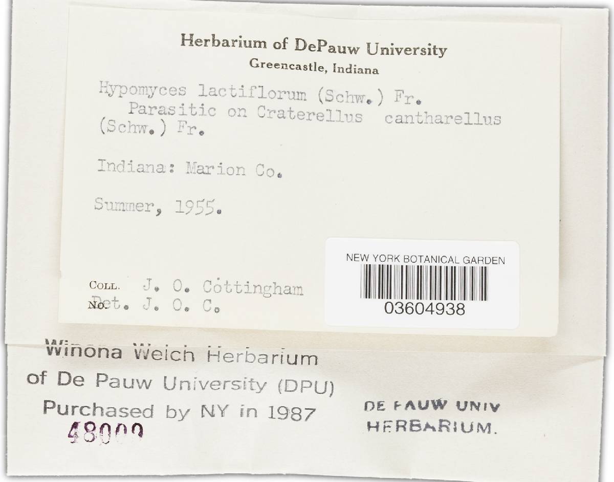 Cladobotryum image