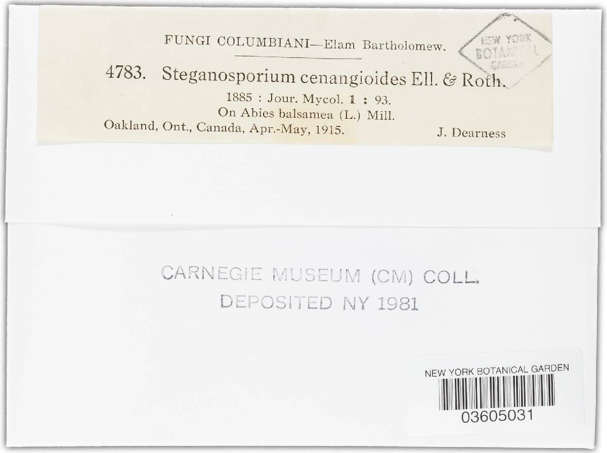 Myxocyclus cenangioides image