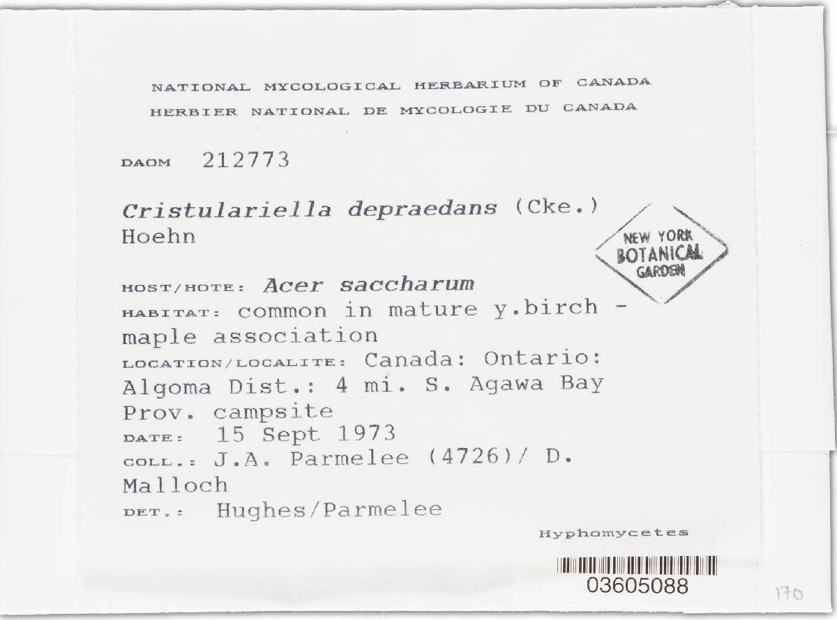 Cristulariella depraedans image