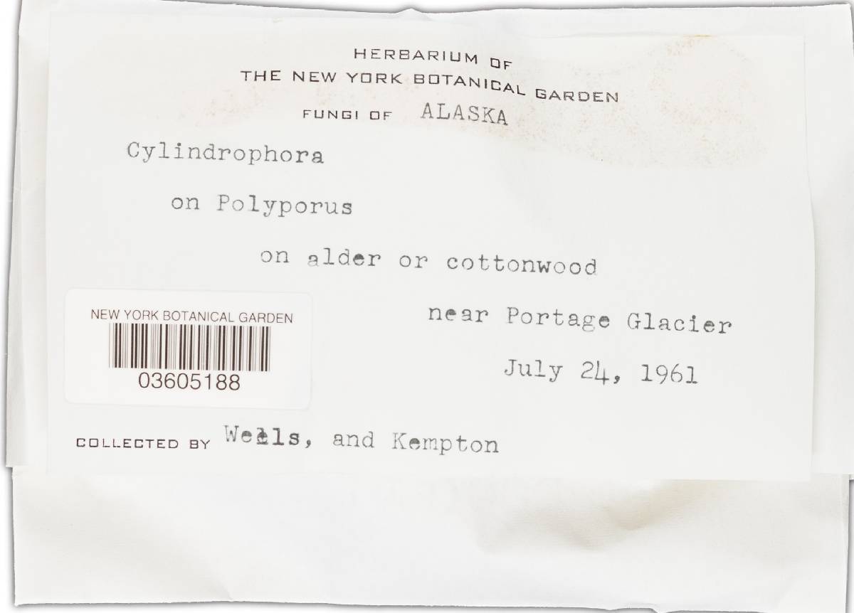 Cylindrophora image