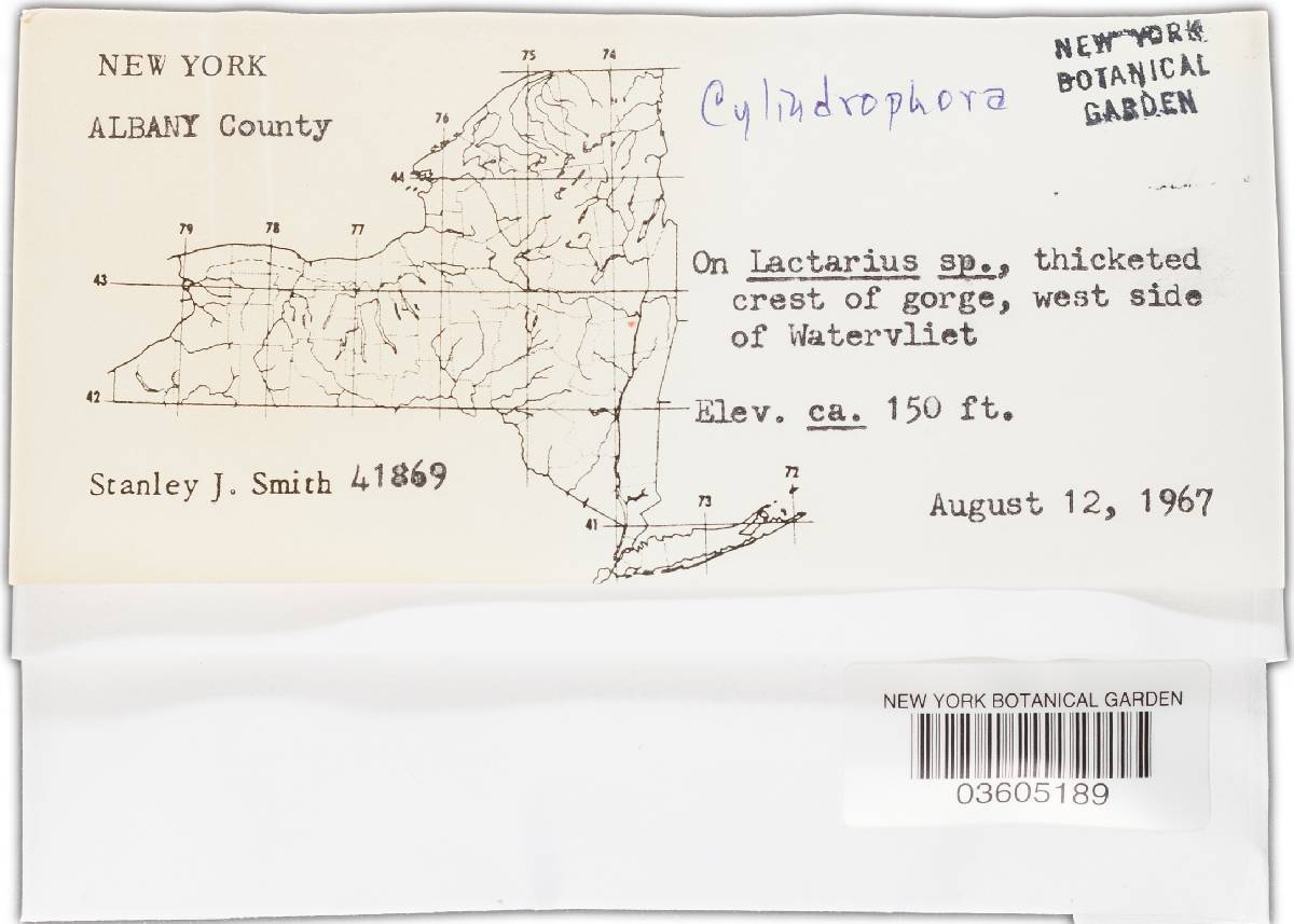 Cylindrophora image
