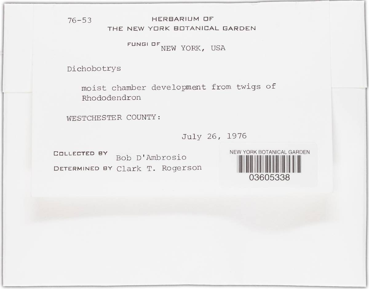 Dichobotrys image
