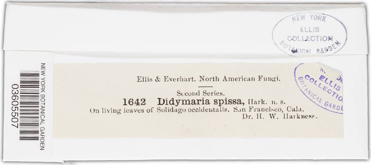 Didymaria spissa image