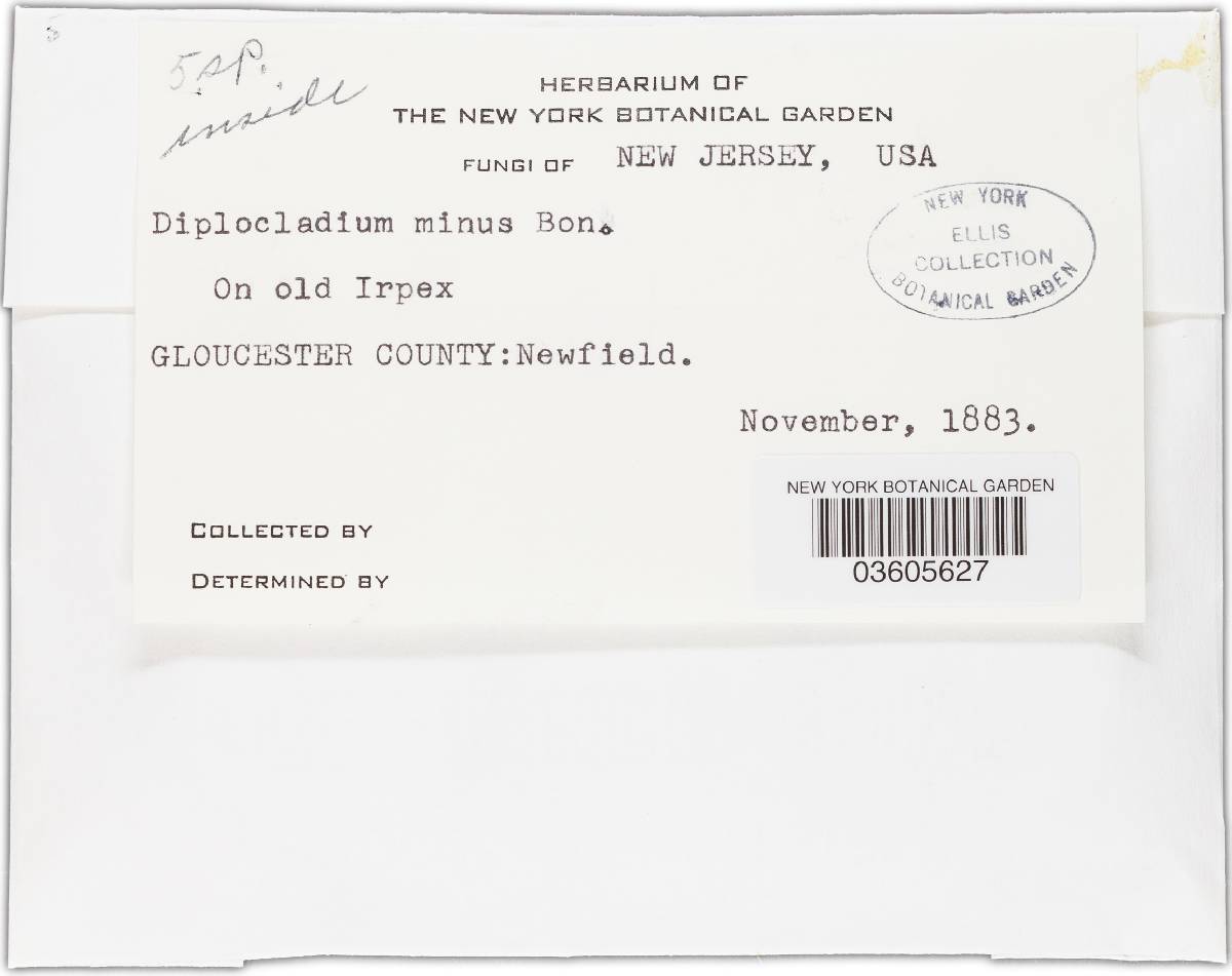 Cladobotryum mycophilum image