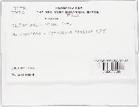 Cladobotryum mycophilum image